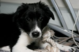 Border Collie Pups