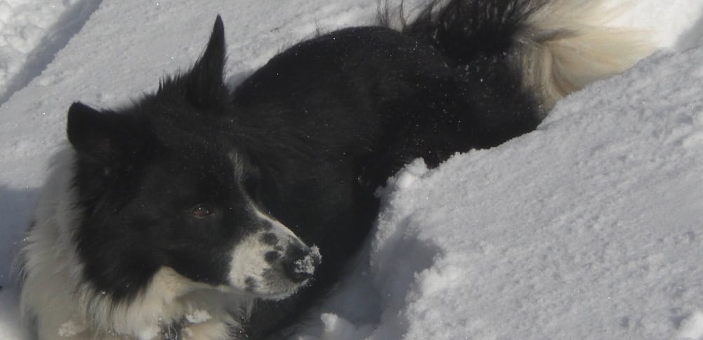 Border Collies