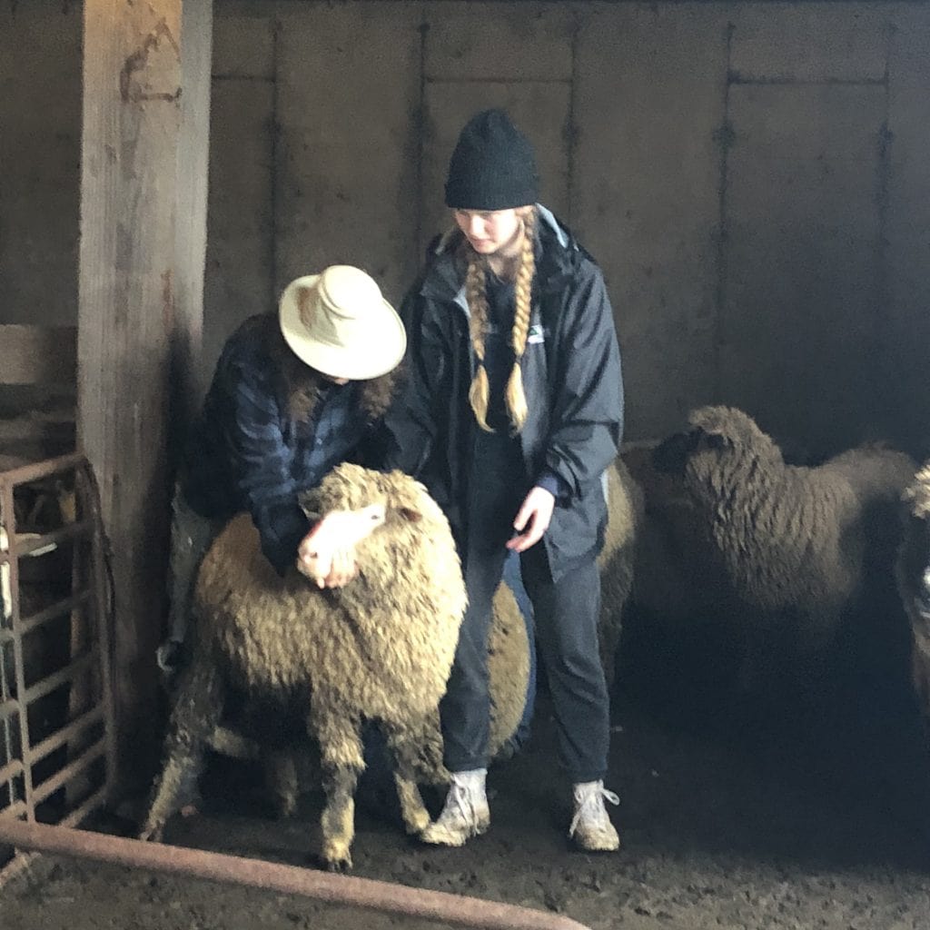 Get Wool Maine Blankets and Yarns